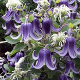 Clematis Fascination, Clematis Fascination, flori albastre in forma de clopot, planta cataratoare rezistenta la frig