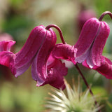 Clematis (Clematita) Queen Mother, cu flori roz-purpuriu, cataratoare