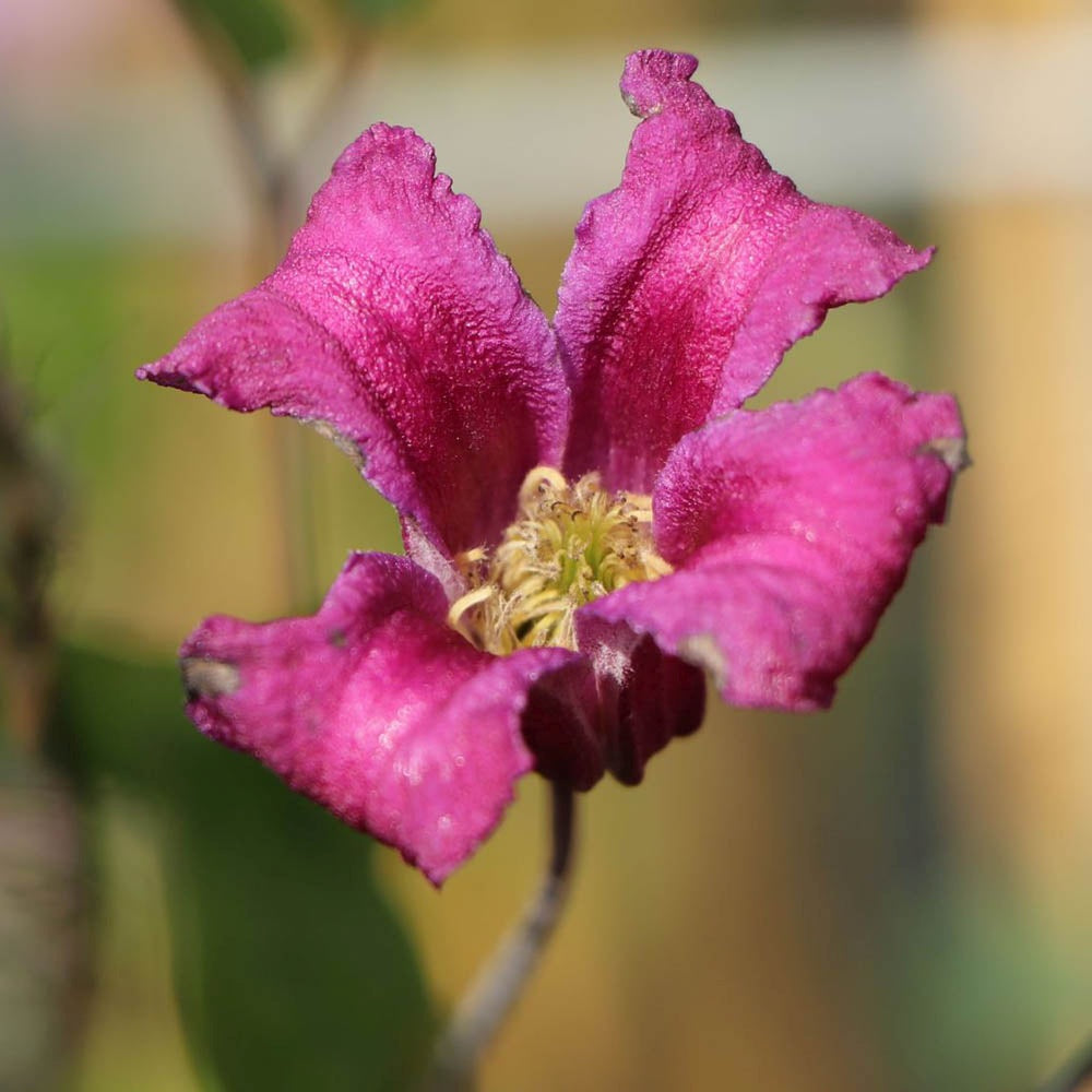 Clematis (Clematita) Queen Mother, cu flori roz-purpuriu, cataratoare