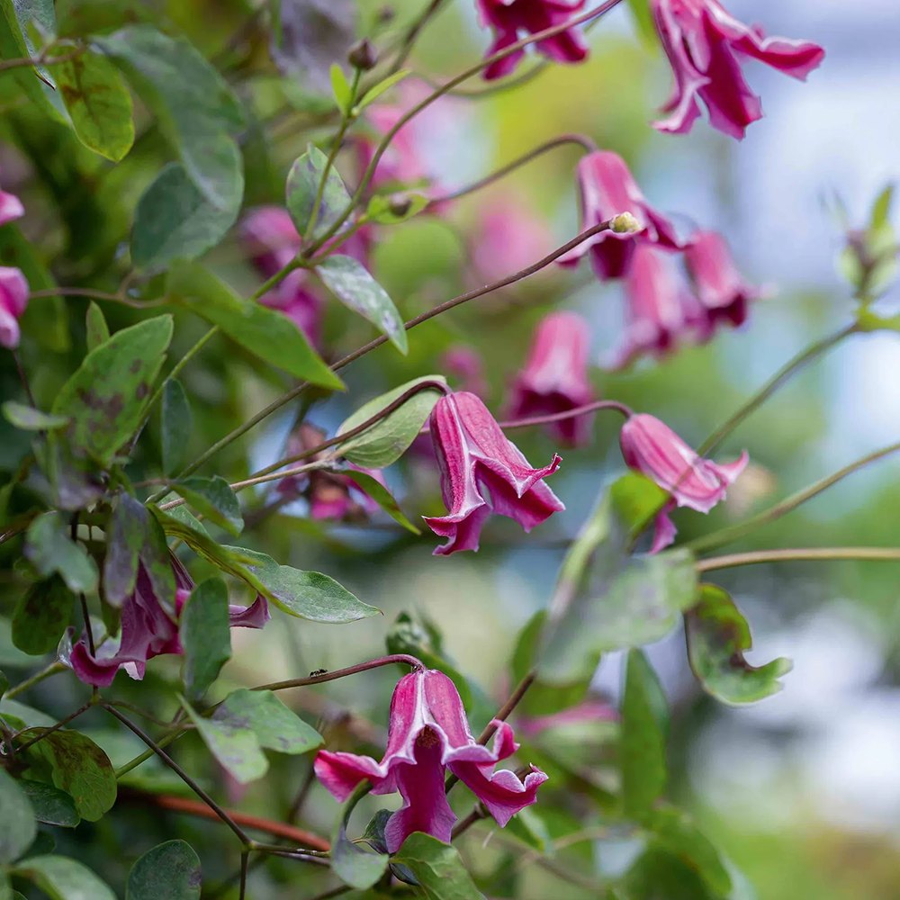 Clematis (Clematita) Queen Mother, cu flori roz-purpuriu, cataratoare