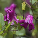 Clematis (Clematita) Queen Mother, cu flori roz-purpuriu, cataratoare