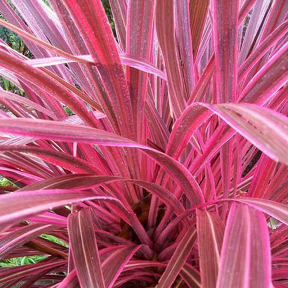 Cordyline Pink Passion, 50-60 см, екзотично декоративно растение с интензивнорозови листа