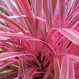 Cordyline Pink Passion, 50-60 см, екзотично декоративно растение с интензивнорозови листа