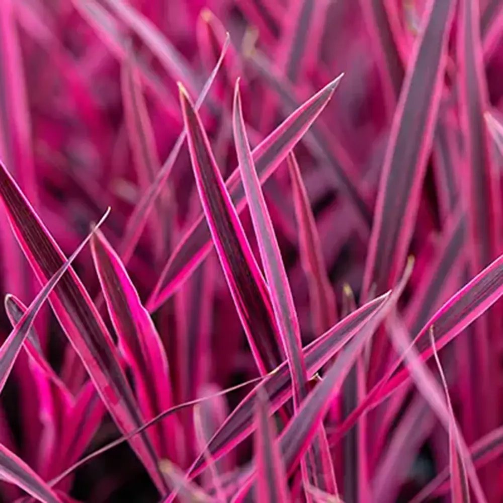 Cordyline Pink Passion, planta decorativa exotica cu frunze roz intens