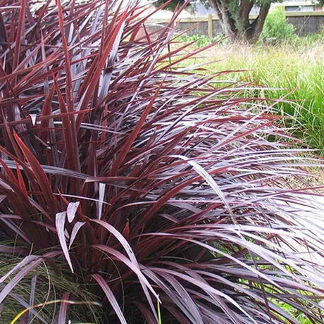 Cordyline 'Burgundy Spire', planta decorativa exotica cu frunze visiniu inchis