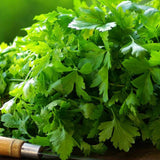 Coriandru (Coriandrum sativum), planta aromatica comestibila cu frunze si seminte pentru gradina si ghiveci