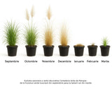 Iarba de Pampas (Cortaderia) Rosea, cu spice mari roz decorative, foarta inalta la maturitate, crestere rapida