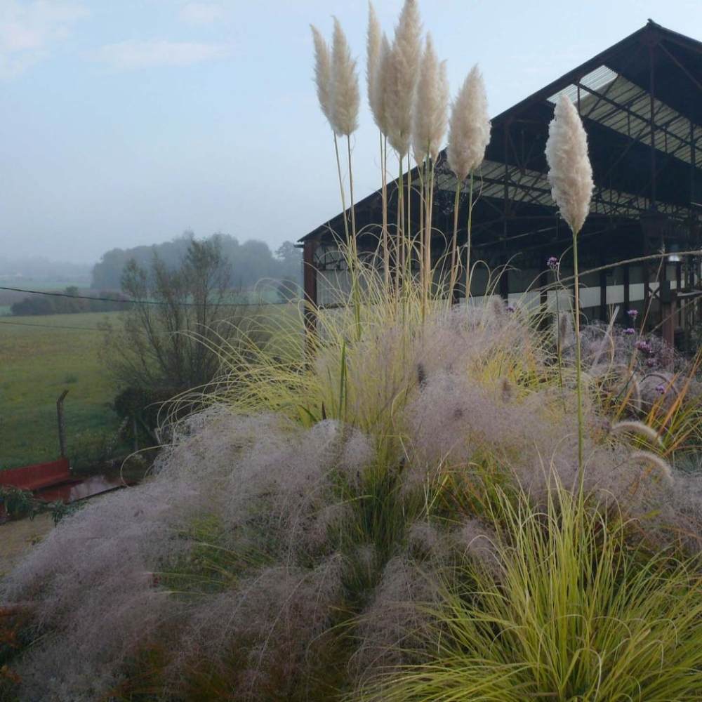 Iarba de Pampas (Cortaderia) Splendid Star, iarba decorativa cu frunzis variegat galben-auriu si inflorescente albe, rezistenta si compacta