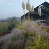 Iarba de Pampas (Cortaderia) Splendid Star, iarba decorativa cu frunzis variegat galben-auriu si inflorescente albe, rezistenta si compacta