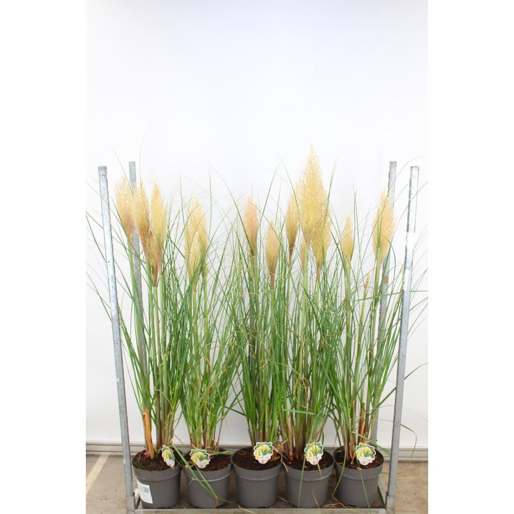 Пампаска трева (Cortaderia) Pumila