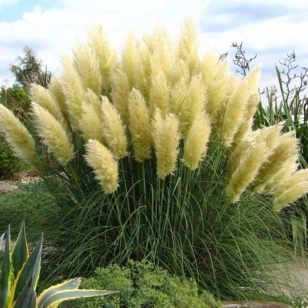 Iarba de Pampas (Cortaderia) Pumila