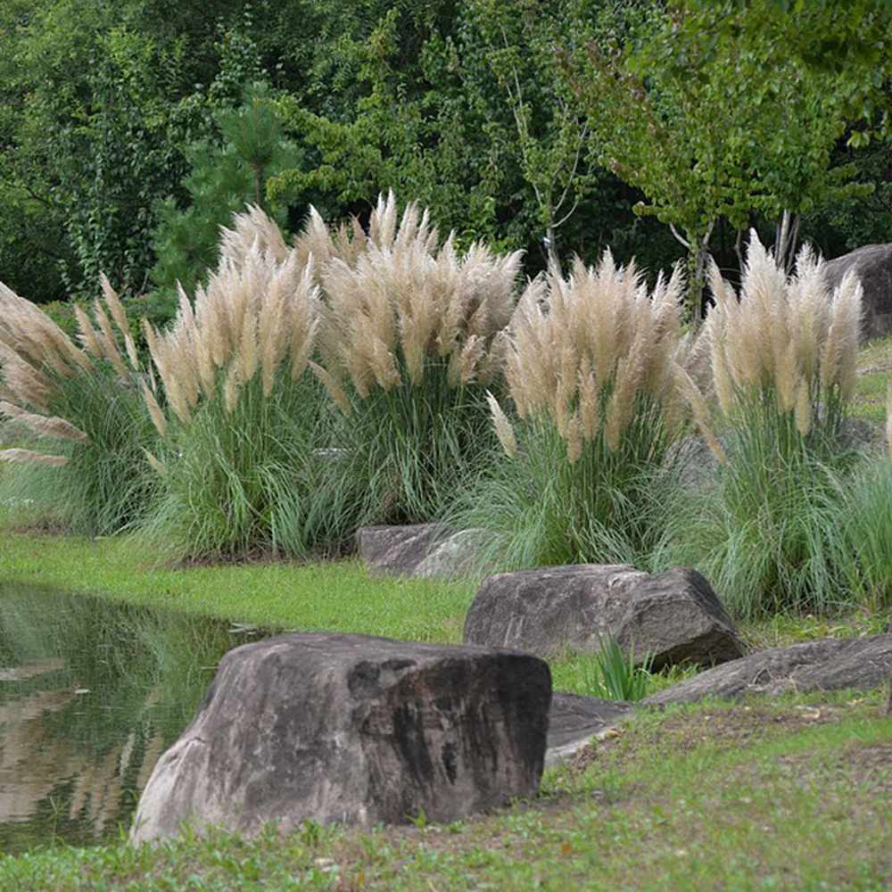 Iarba de Pampas (Cortaderia) Pumila