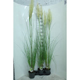 Пампаска трева (Cortaderia) Pumila