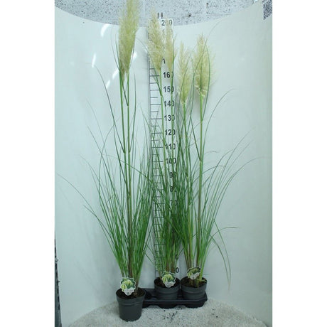 Пампаска трева (Cortaderia) Pumila, декоративна с бели класове