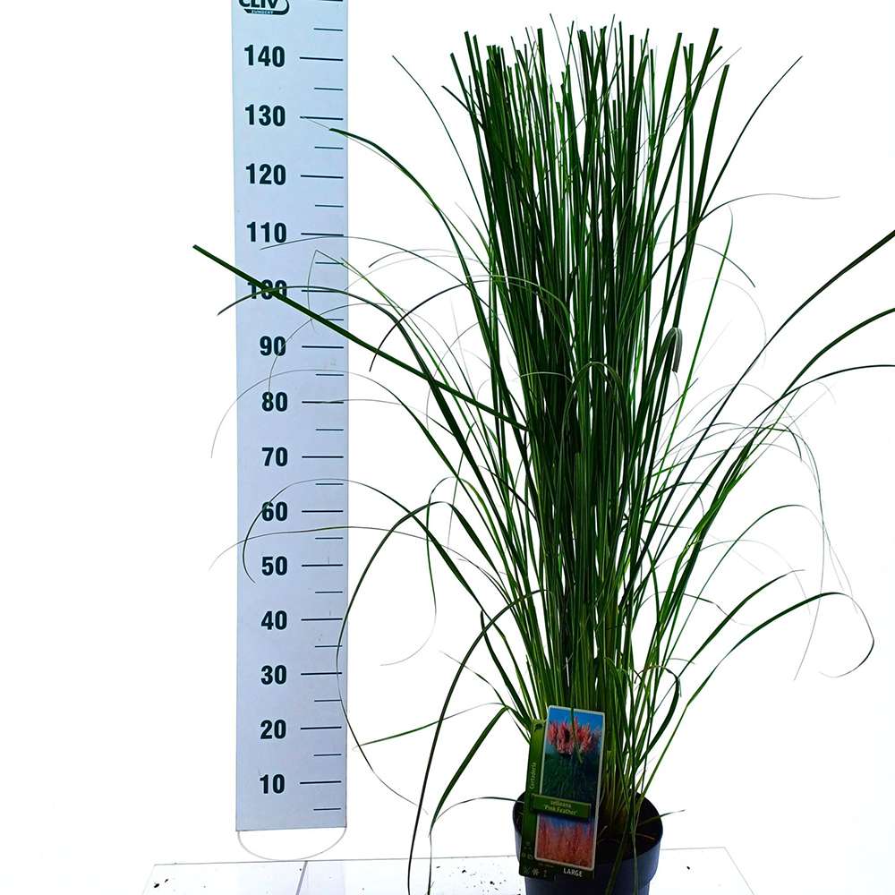 Пампаска трева (Cortaderia) Rosea, декоративна с големи розови класове