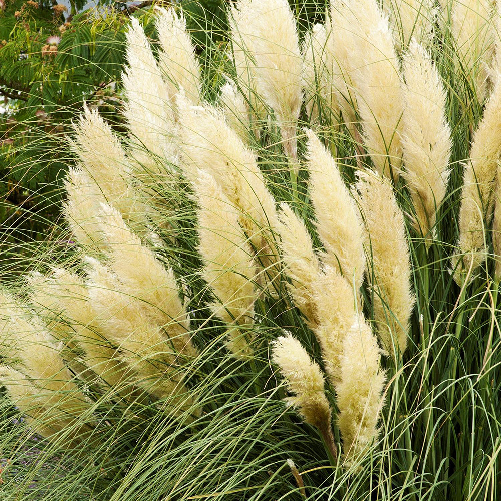 Пампаска трева (Cortaderia) Pumila