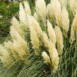 Пампаска трева (Cortaderia) Pumila
