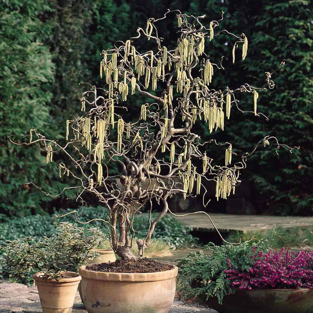 Криволичещ лешник Contorta (Corylus avellana), декоративен храст с усукани клони, ядливи лешници, устойчив на студ, подходящ за градина