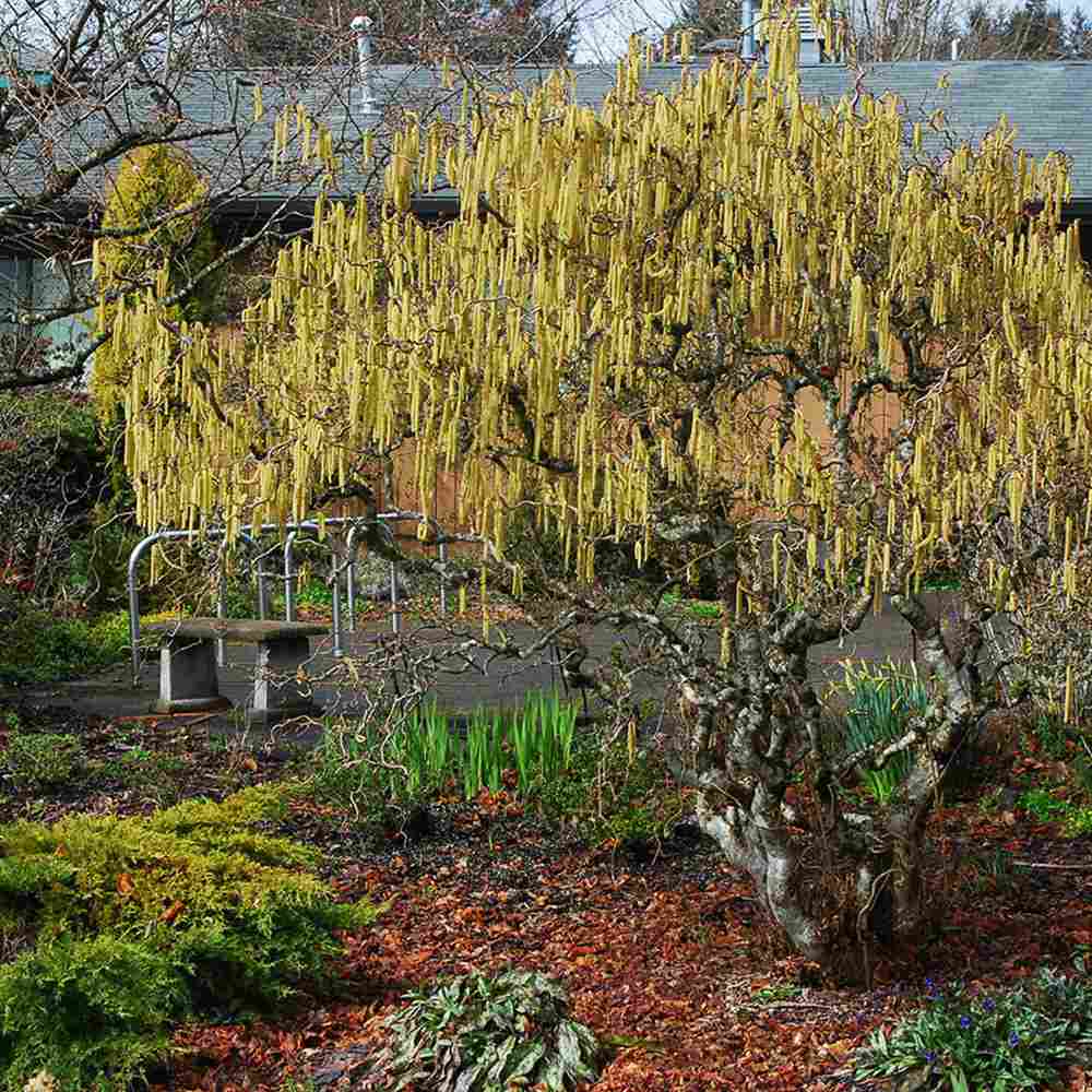 Криволичещ лешник Contorta (Corylus avellana), декоративен храст с усукани клони, ядливи лешници, устойчив на студ, подходящ за градина