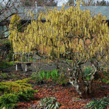 Криволичещ лешник Contorta (Corylus avellana), декоративен храст с усукани клони, ядливи лешници, устойчив на студ, подходящ за градина