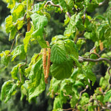 Криволичещ лешник Contorta (Corylus avellana), декоративен храст с усукани клони, ядливи лешници, устойчив на студ, подходящ за градина