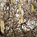 Криволичещ лешник Contorta (Corylus avellana), декоративен храст с усукани клони, ядливи лешници, устойчив на студ, подходящ за градина