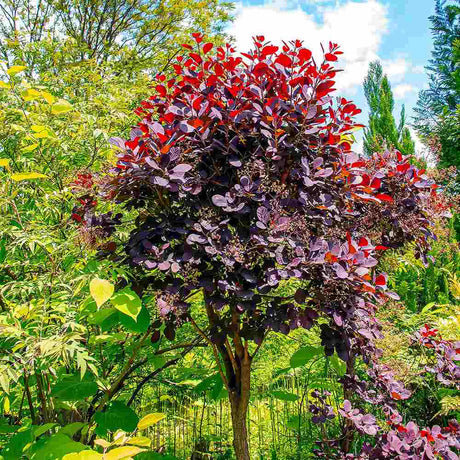 Scumpie Rosie (Cotinus) Royal Purple - Tip Copac