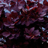 Black Friday - Reduceri Scumpie Rosie (Cotinus) Royal Purple - Tip Copac Promotie