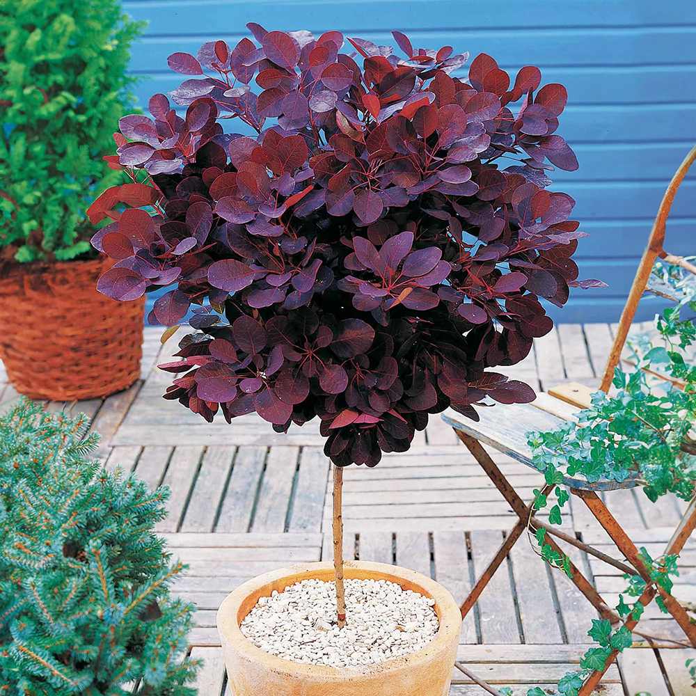 Scumpie Rosie (Cotinus) Royal Purple - Tip Copac