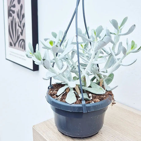 Cactus Cotyledon Cora, 20 cm, planta suculenta verde-grii, exotica, cactus decorativ de interior, usor de ingrijit