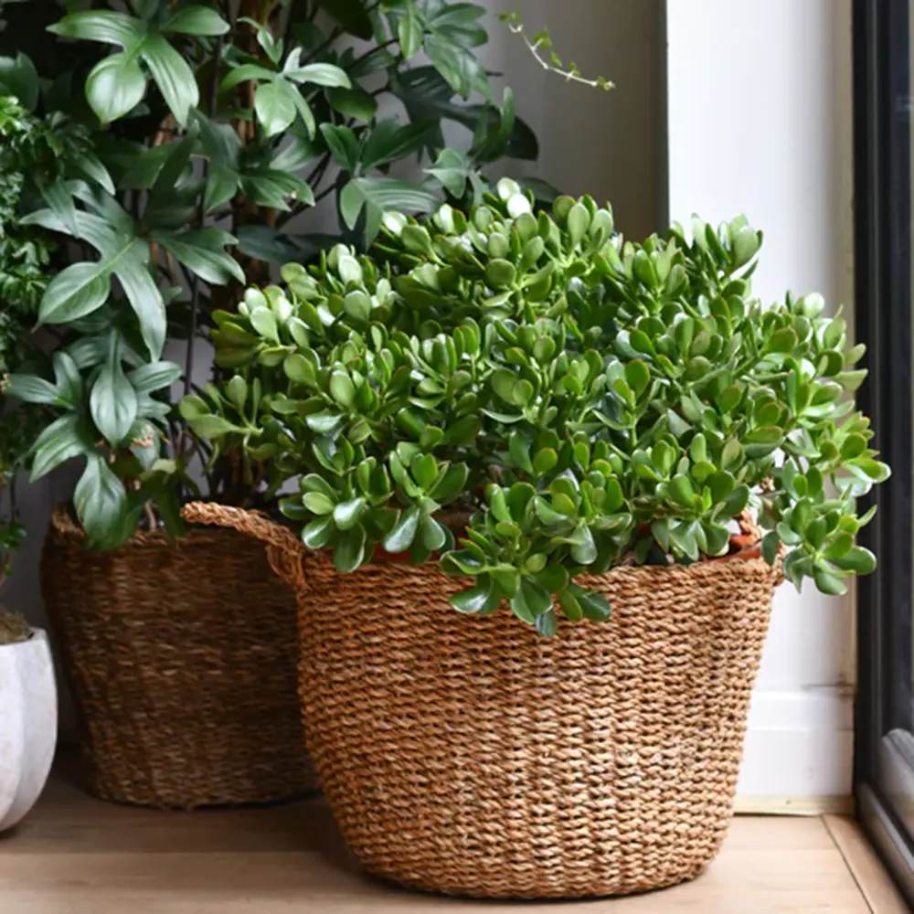 Щастливо дърво от нефрит (Crassula Ovata), декоративно сукулентно растение, лесно за отглеждане – 65 см