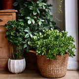 Щастливо дърво от нефрит (Crassula Ovata), декоративно сукулентно растение, лесно за отглеждане – 65 см