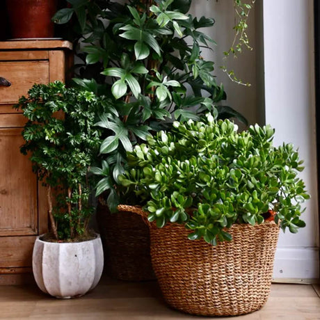 Щастливо дърво от нефрит (Crassula Ovata), декоративно сукулентно растение, лесно за отглеждане – 65 см