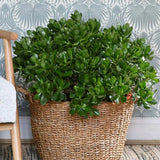 Щастливо дърво от нефрит (Crassula Ovata), декоративно сукулентно растение, лесно за отглеждане – 65 см