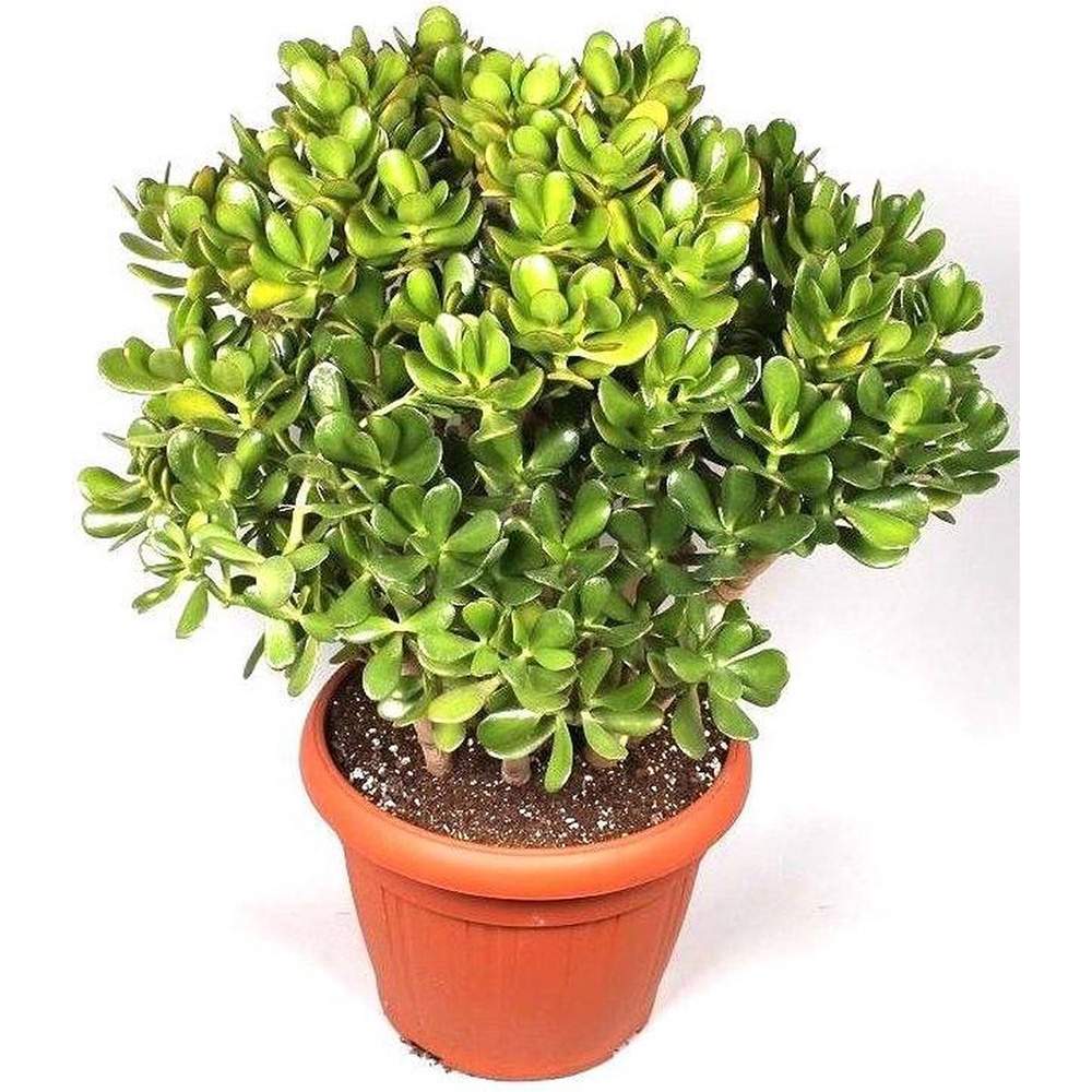 Arborele de Jad Norocos (Crassula Ovata), planta suculenta decorativa, usor de ingrijit, 100 cm