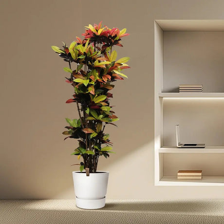Croton Codiaeum Variegatum Mrs. Iceton - 180 cm