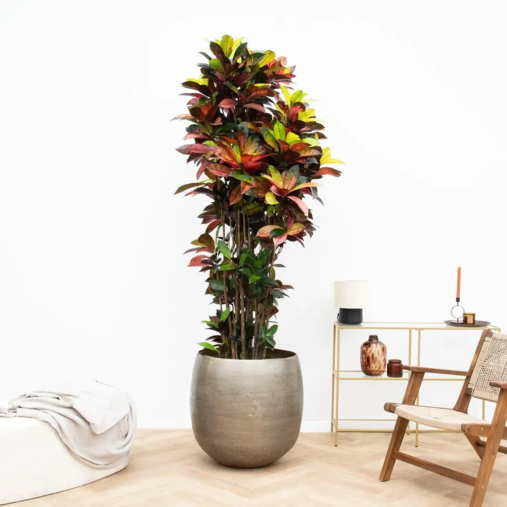 Croton Codiaeum Variegatum Mrs. Iceton - 180 cm