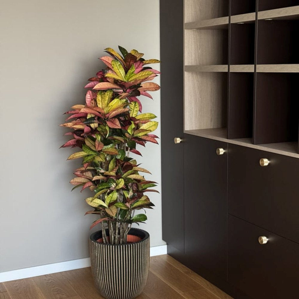 Croton Codiaeum Variegatum Mrs. Iceton - 180 cm