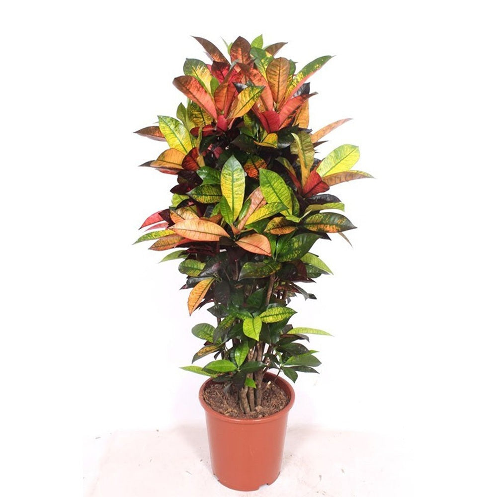 Croton Codiaeum Variegatum Mrs. Iceton - 180 cm