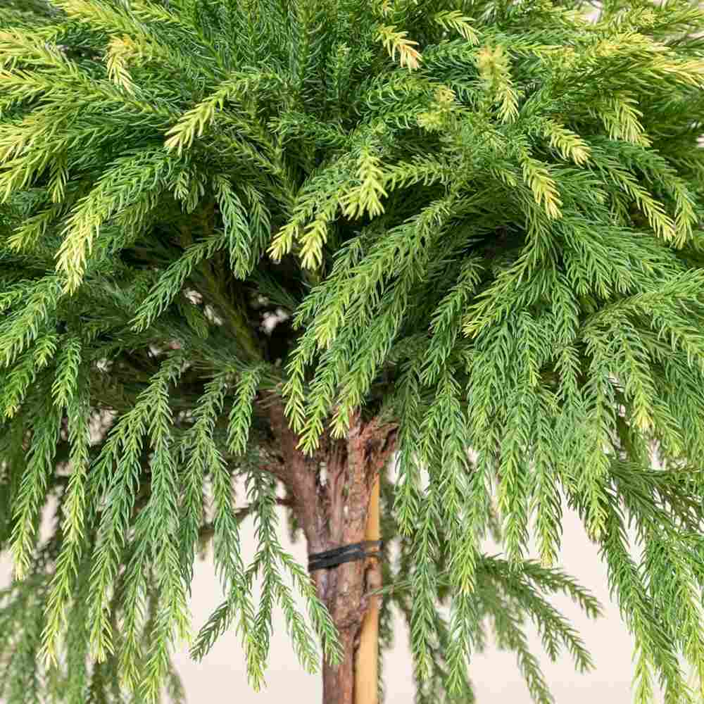 Криптомерия японска Globosa Nana на стъбло, японски джудже-конфер, сферична форма, декоративна целогодишно, за саксии и малки градини