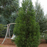 Cedru Japonez Kitayama (Cryptomeria), forma piramidala, vesnic verde, rezistenta la frig