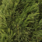 Cedru Japonez Kitayama (Cryptomeria), forma piramidala, vesnic verde, rezistenta la frig