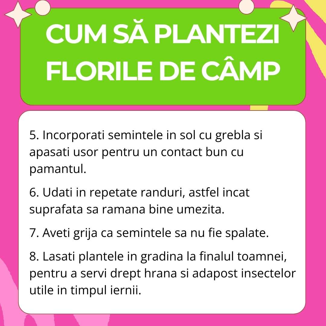 Seminte de Flori de Camp Mix pentru pentru Fluturi, Ingrasamant si Seminte 2-in-1, 260 g pentru 5m², CUXIN DCM