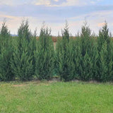 Кипарис Лейланди Tweeduizendéén, вечнозелен жив плет, компактен и гъст, контролиран растеж