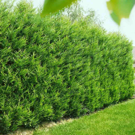 Кипарис Лейланди Tweeduizendéén, вечнозелен жив плет, компактен и гъст, контролиран растеж