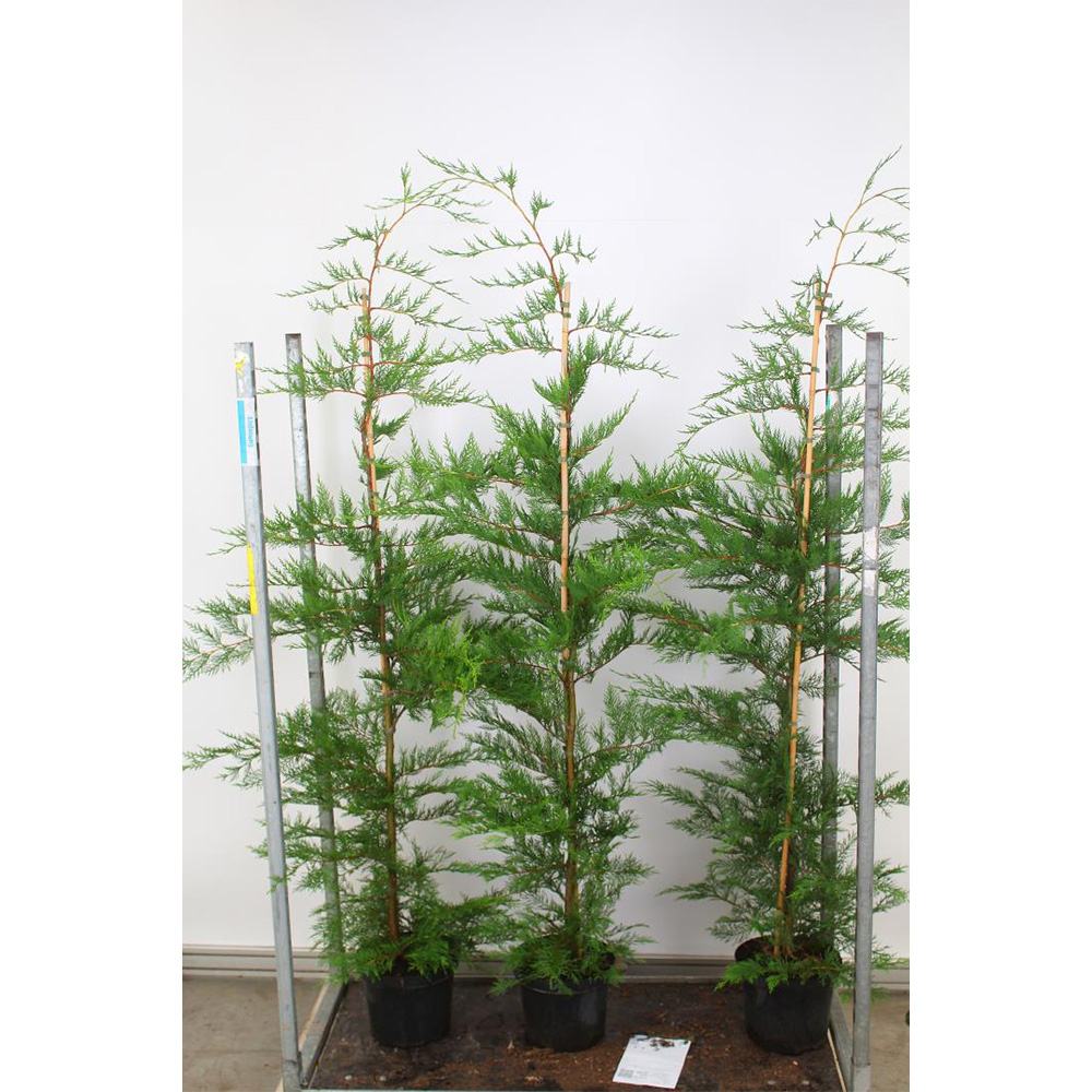 Chiparos Leylandii,  gard viu rapid vesnic verde, crestere rapida, conifer foare rezistent la boli