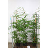 Chiparos Leylandii,  gard viu rapid vesnic verde, crestere rapida, conifer foare rezistent la boli