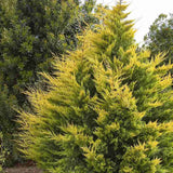 Chiparos Leylandii Gold Rider, conifer decorativ auriu, crestere rapida, gard viu rezistent