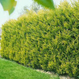 Chiparos Leylandii Gold Rider, conifer decorativ auriu, crestere rapida, gard viu rezistent