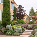 Италиански кипарис (Cupressus sempervirens Pyramidalis), колонен, устойчив, интензивнозелен, бърз растеж